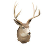 Montana Mule Deer