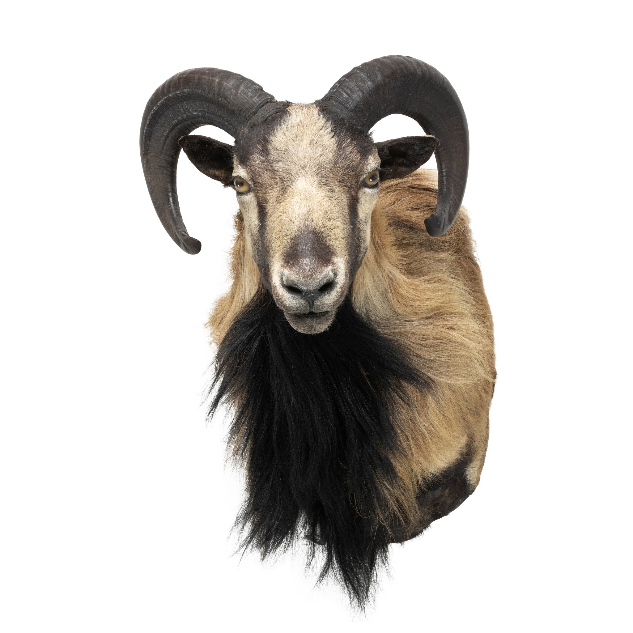 Mouflon Sheep Mount, Furnishings, Taxidermy, Mountain Goat