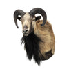 Mouflon Sheep Mount