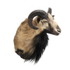 Mouflon Sheep Mount