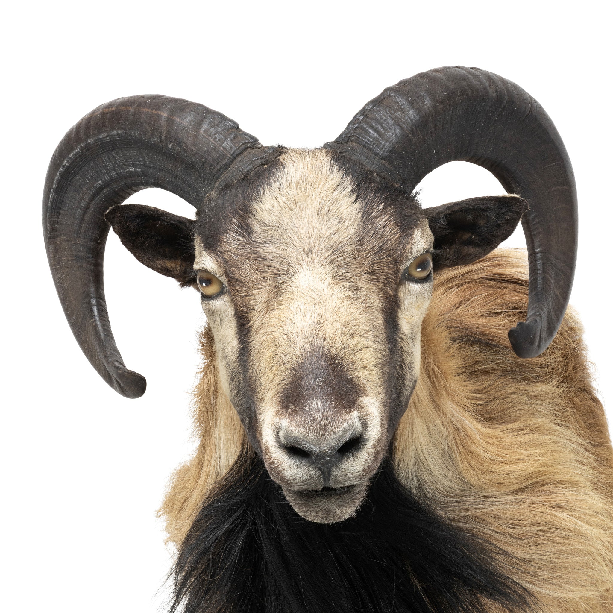 Mouflon Sheep Mount