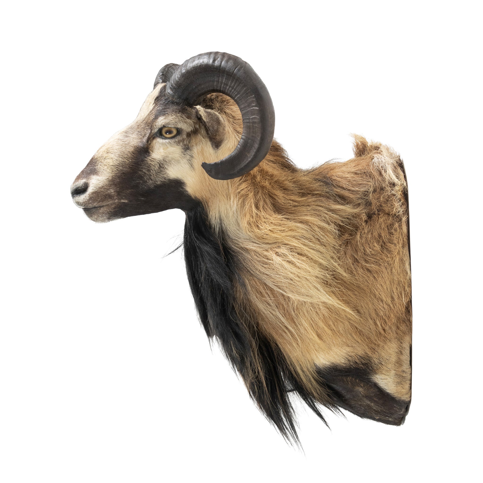 Mouflon Sheep Mount