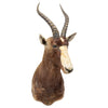 African Blesbok Mount, Furnishings, Taxidermy, Other