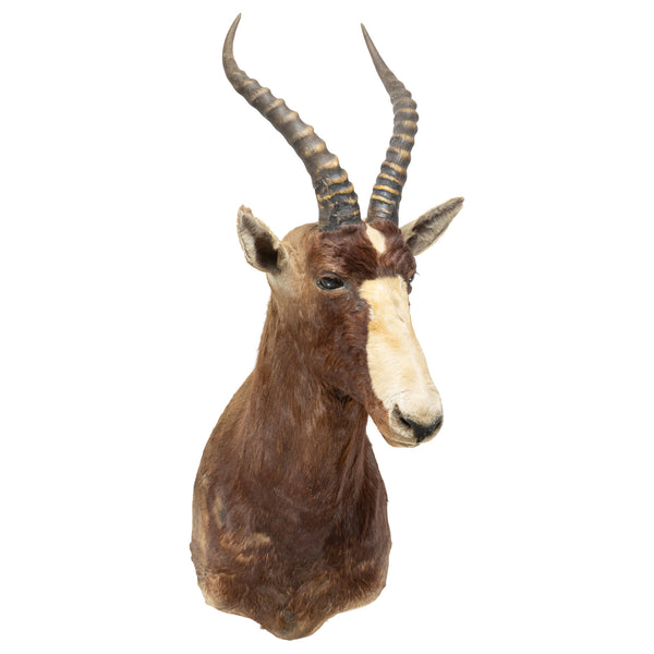 African Blesbok Mount, Furnishings, Taxidermy, Other