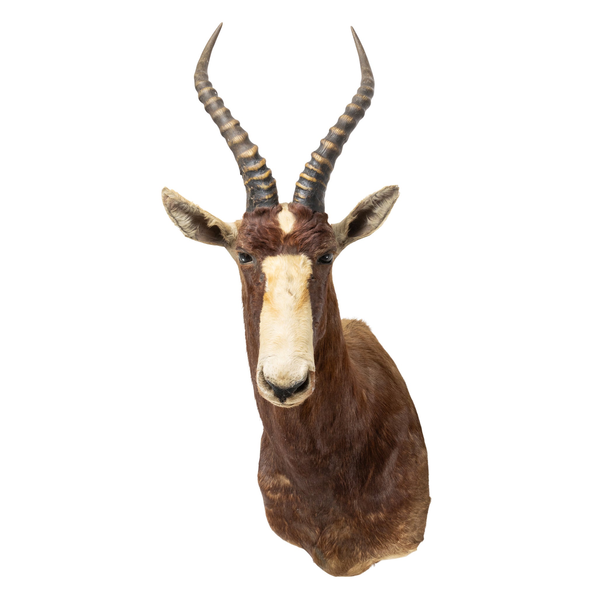 African Blesbok Mount