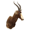 African Blesbok Mount