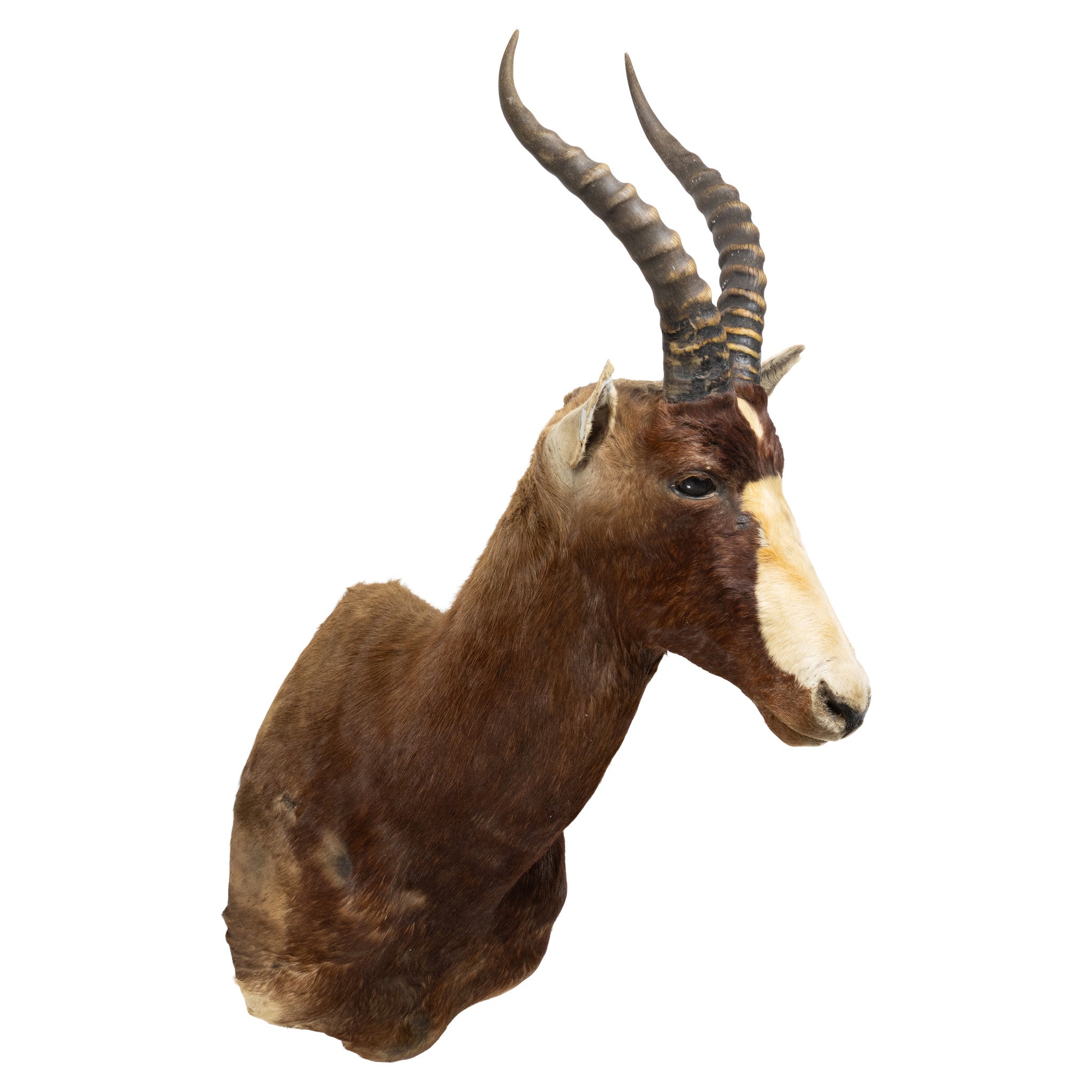 African Blesbok Mount