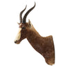 African Blesbok Mount