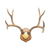 Mule Deer Rack, Furnishings, Taxidermy, Deer
