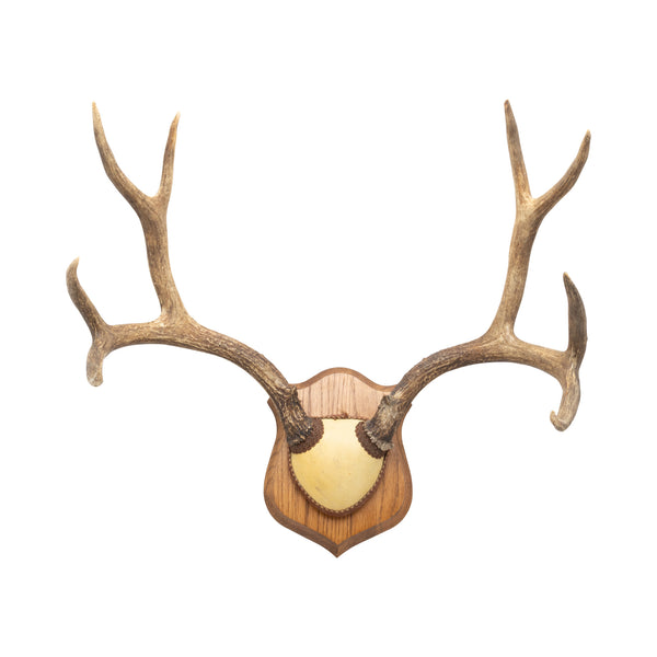 Mule Deer Rack, Furnishings, Taxidermy, Deer