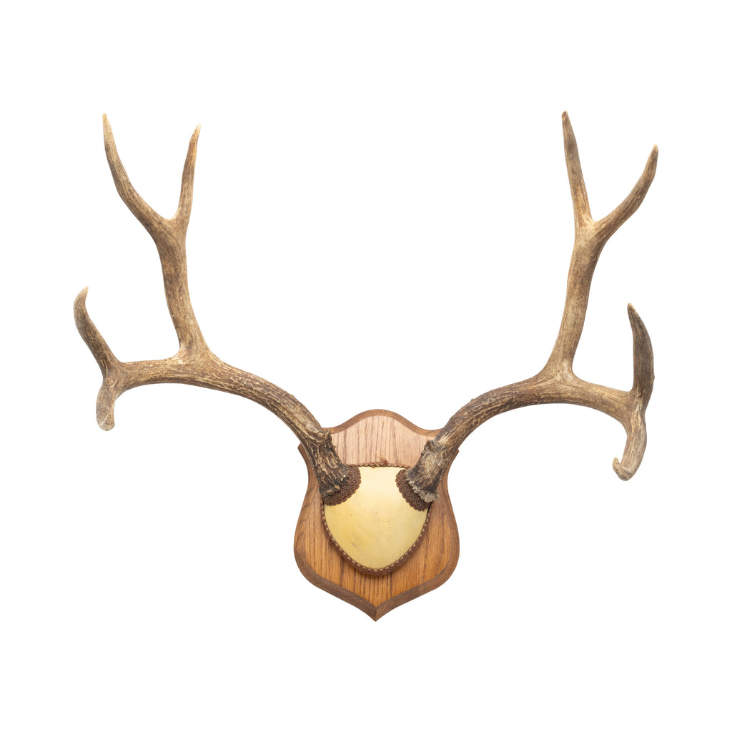 Mule Deer Rack — Cisco's Gallery