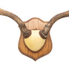 Mule Deer Rack