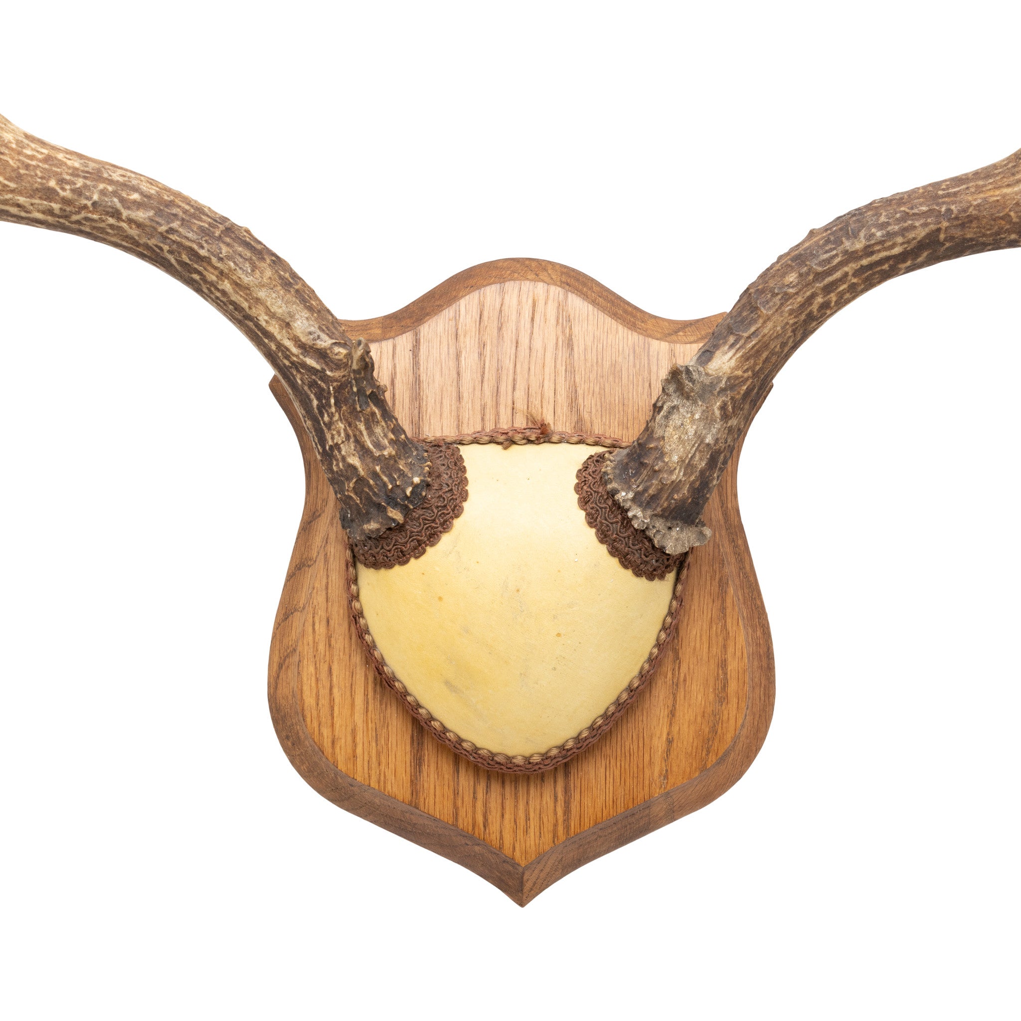 Mule Deer Rack