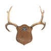 Mule Deer Rack