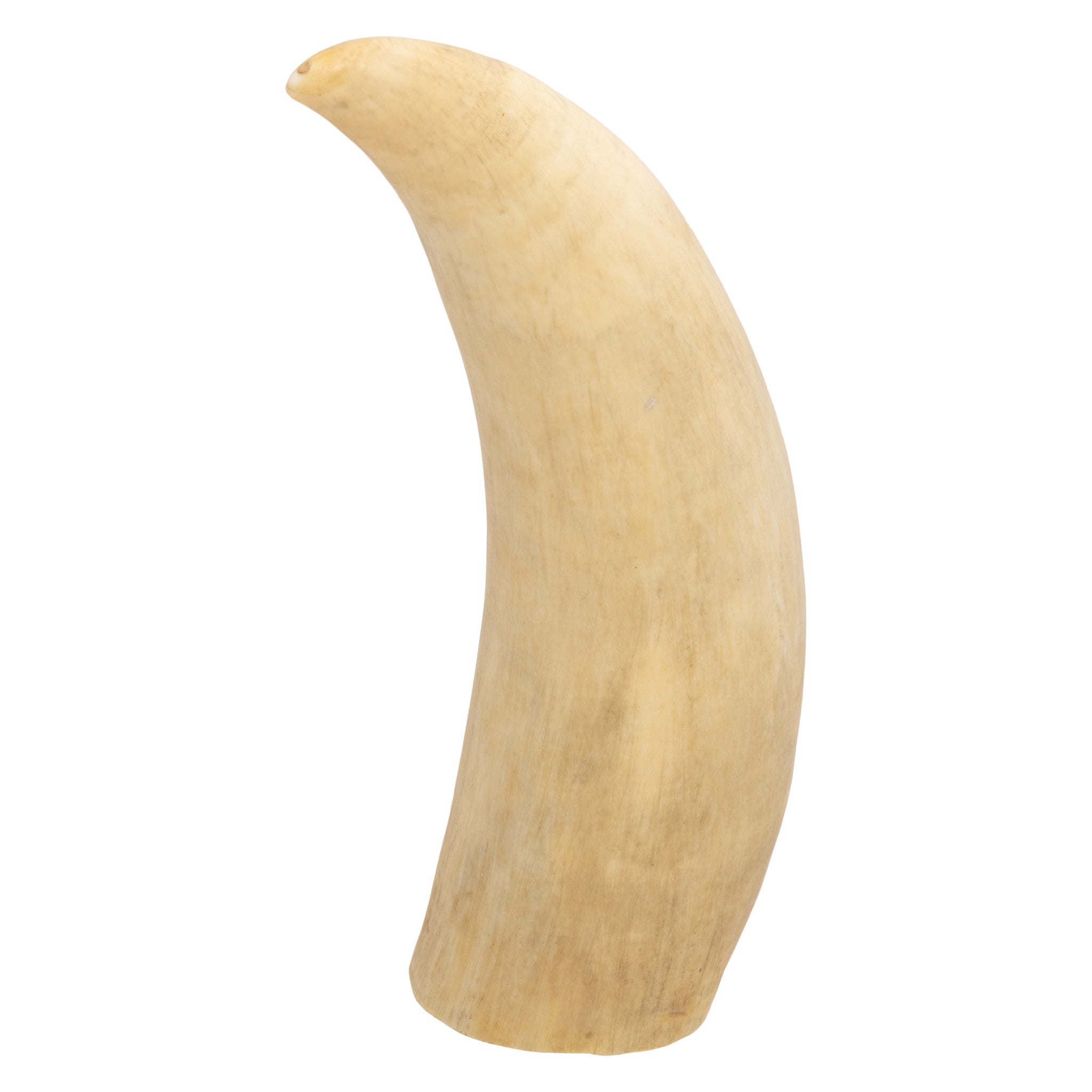 Victorian Evocative Sperm Whale Tooth