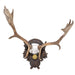 Black Forest Exkartsau Ferdinand Castle Fallow Deer Mount, Furnishings, Black Forest, Plaque