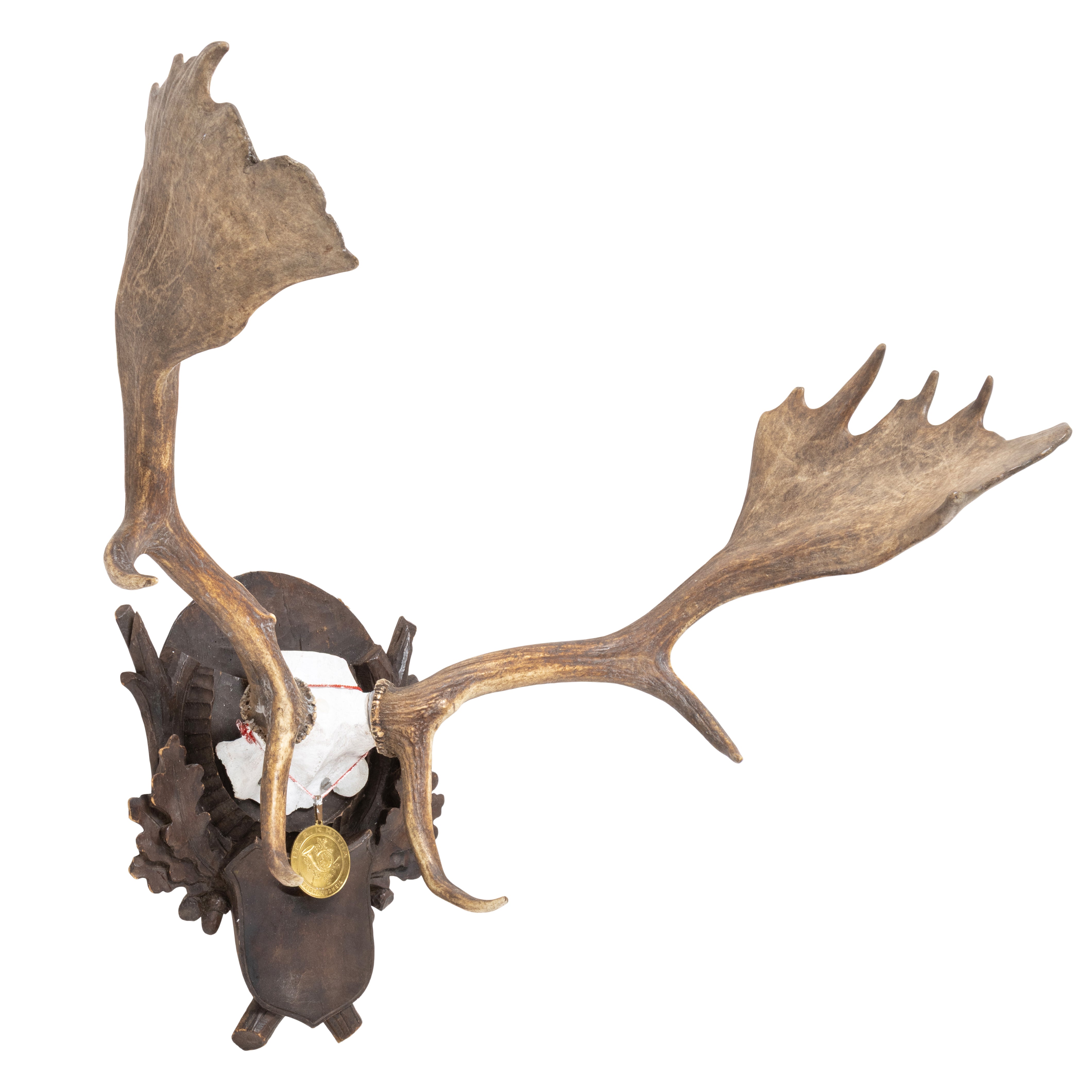 Black Forest Exkartsau Ferdinand Castle Fallow Deer Mount
