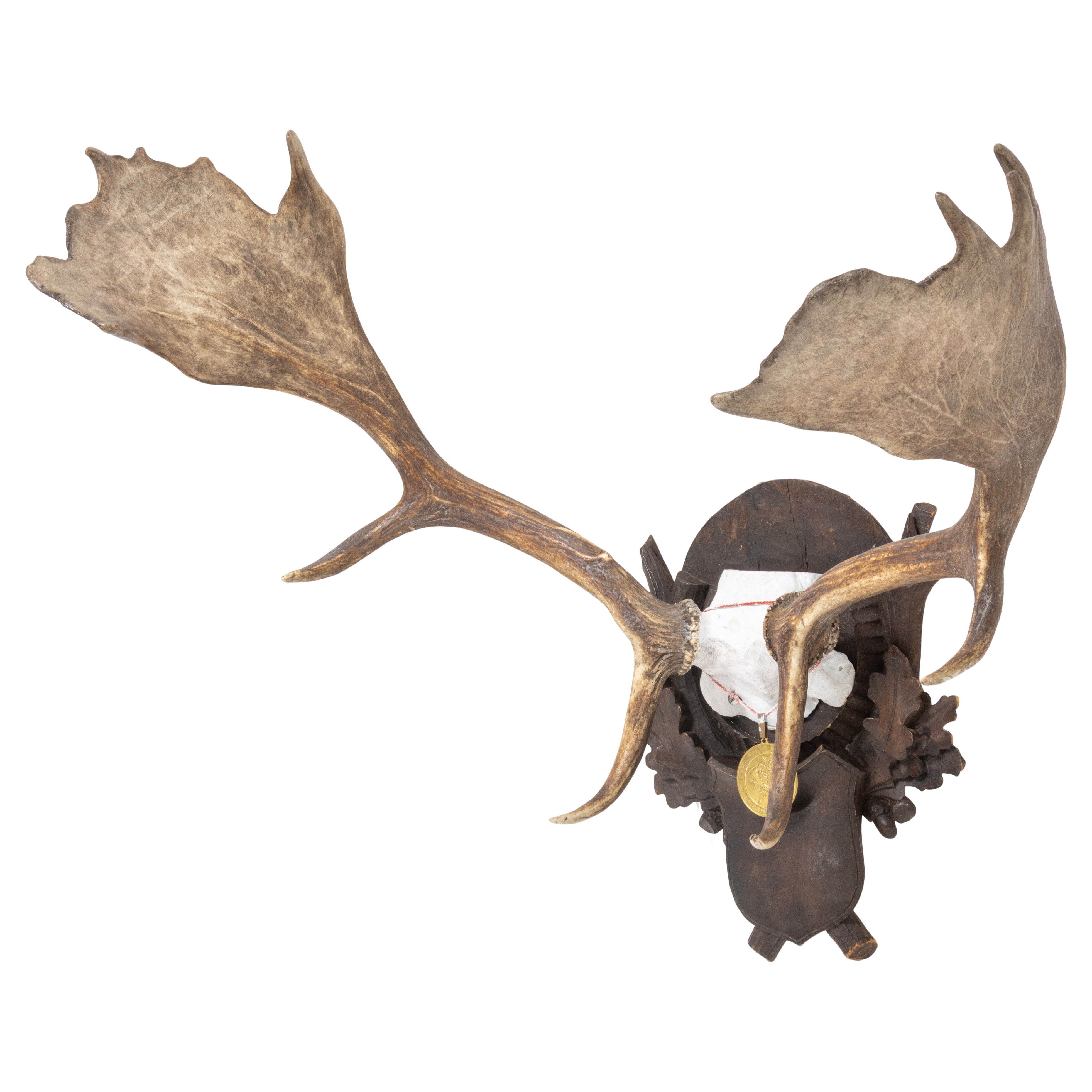 Black Forest Exkartsau Ferdinand Castle Fallow Deer Mount