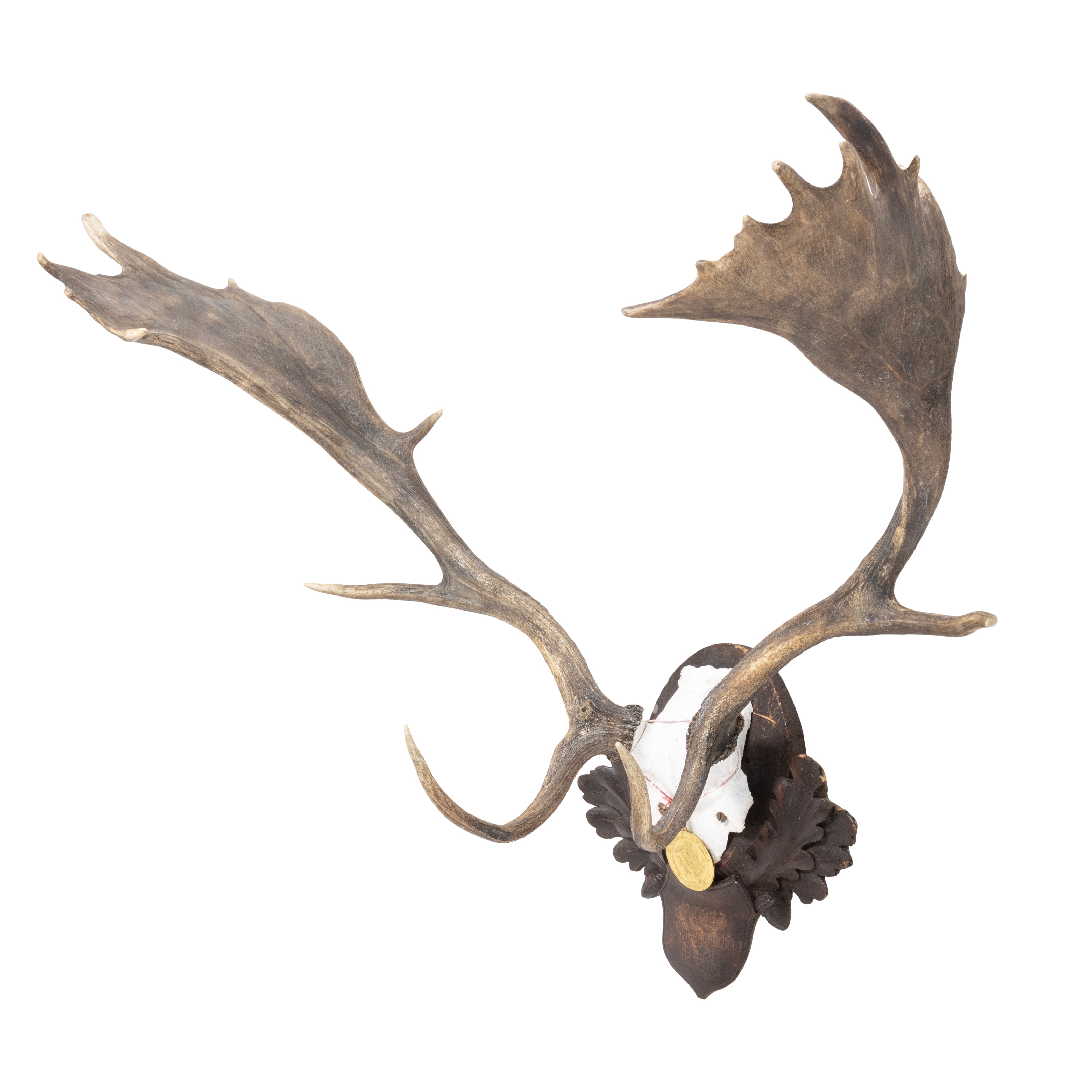 Black Forest Exkartsau Ferdinand Castle Fallow Deer Mount