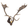 Black Forest Exkartsau Ferdinand Castle Fallow Deer Mount