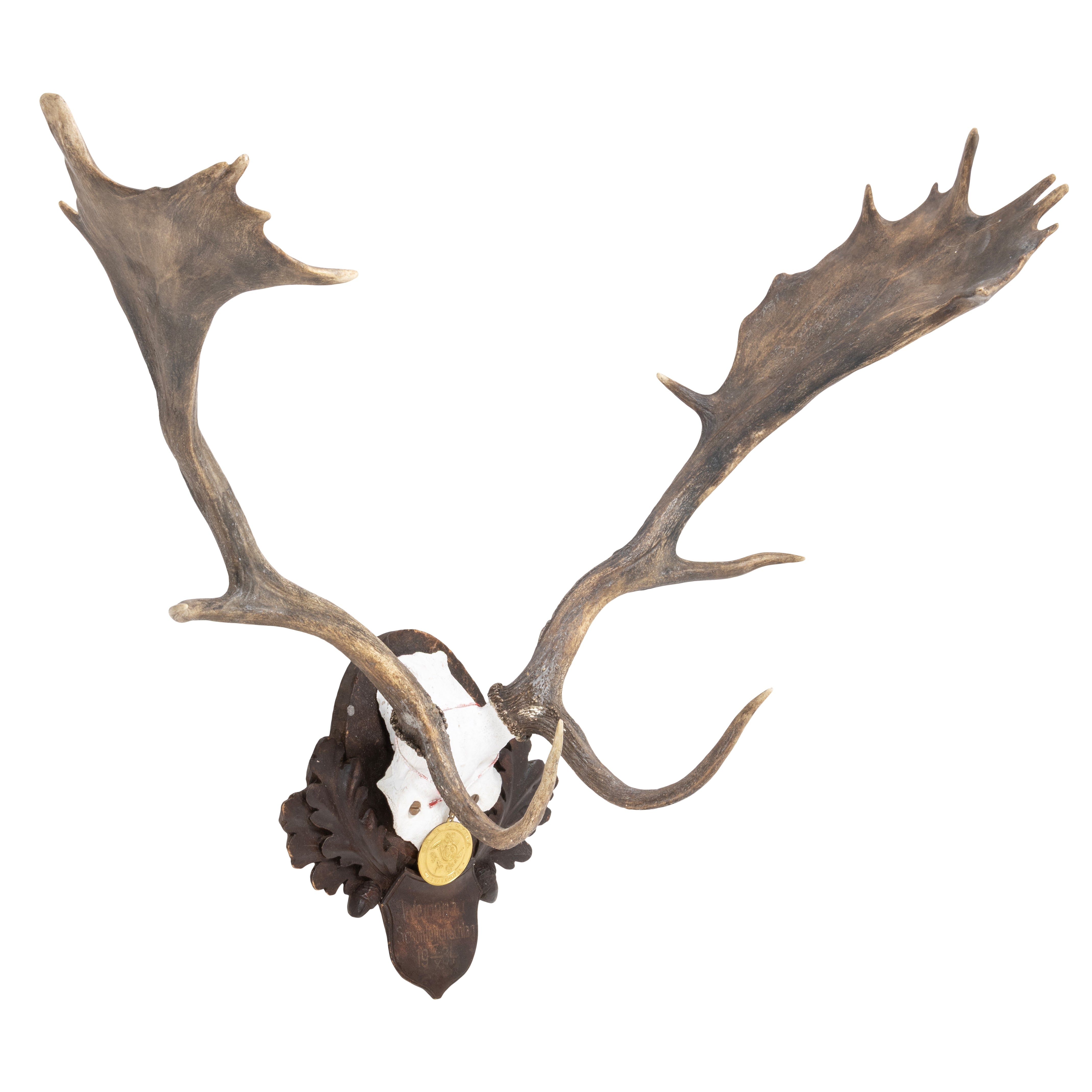 Black Forest Exkartsau Ferdinand Castle Fallow Deer Mount