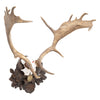 Black Forest Exkartsau Ferdinand Castle Fallow Deer Mount