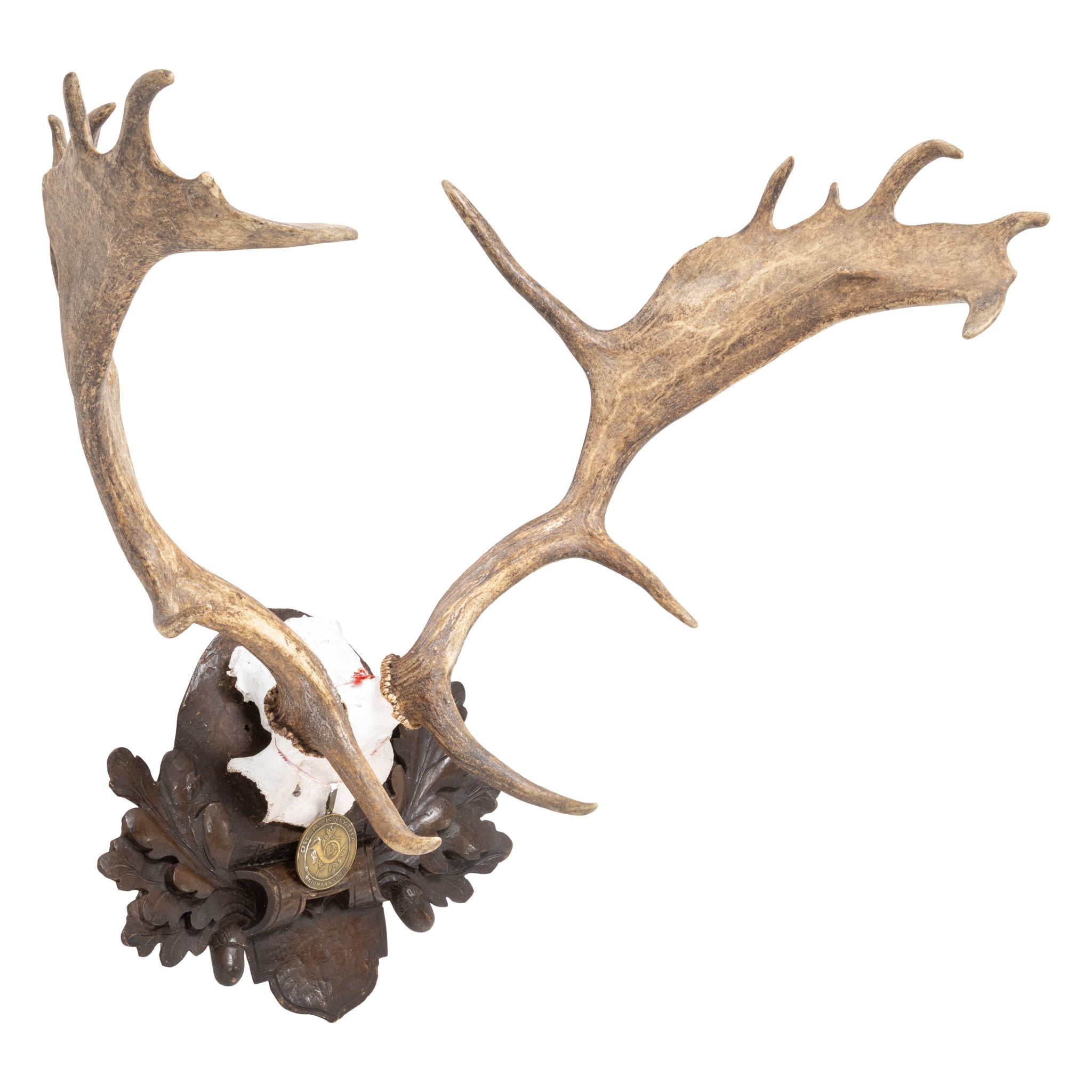 Black Forest Exkartsau Ferdinand Castle Fallow Deer Mount