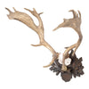 Black Forest Exkartsau Ferdinand Castle Fallow Deer Mount