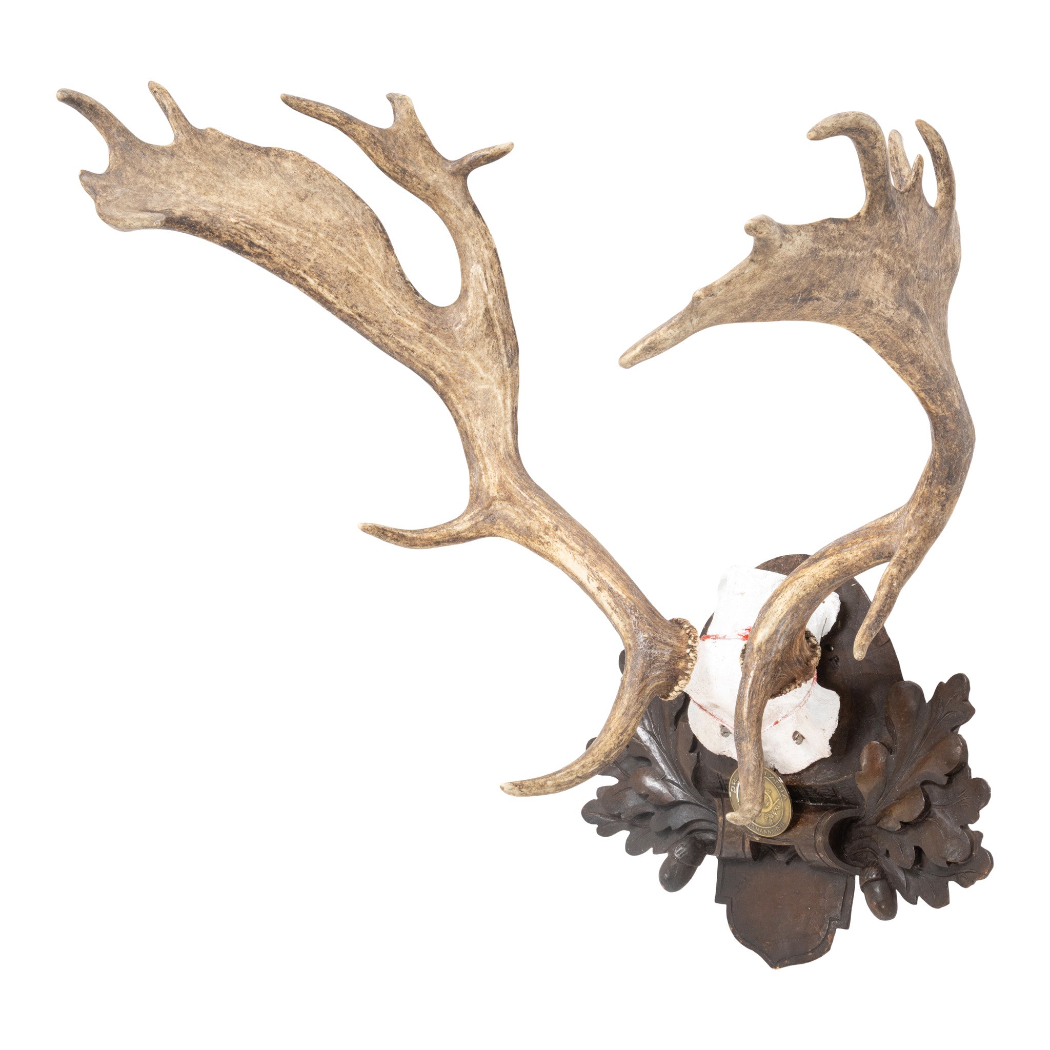 Black Forest Exkartsau Ferdinand Castle Fallow Deer Mount