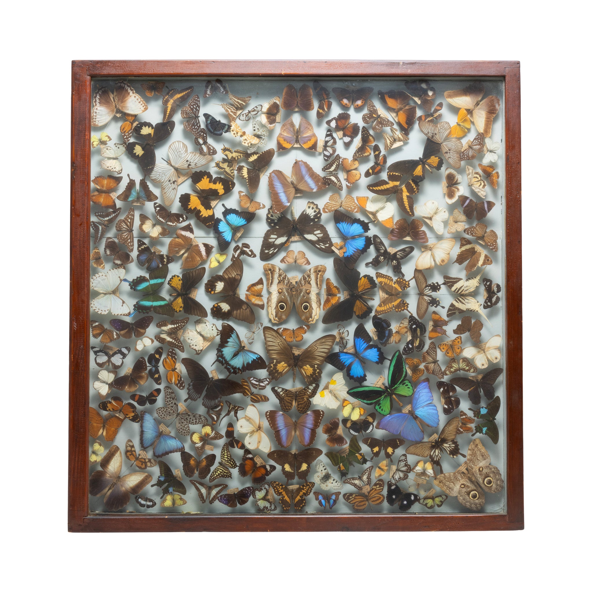Museum Display of Exotic Butterflies, Furnishings, Decor, Other