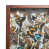 Museum Display of Exotic Butterflies