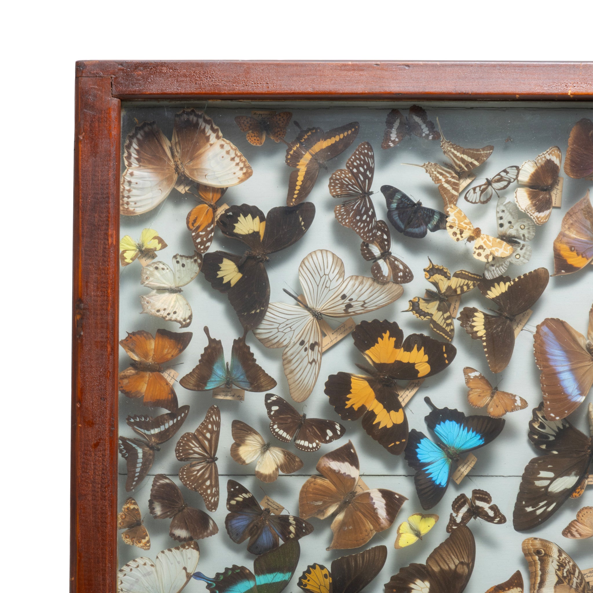 Museum Display of Exotic Butterflies