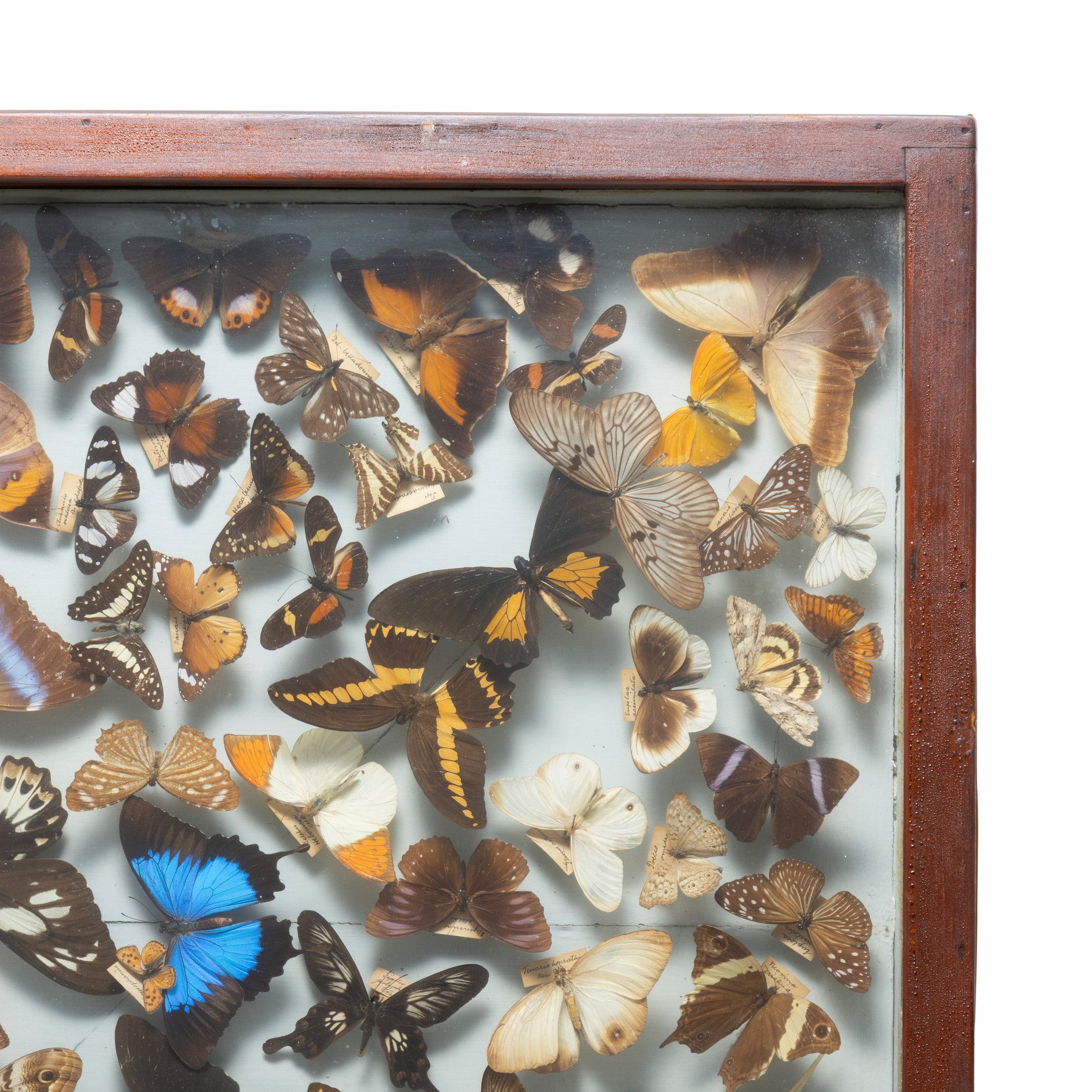 Museum Display of Exotic Butterflies
