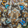 Museum Display of Exotic Butterflies