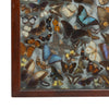 Museum Display of Exotic Butterflies