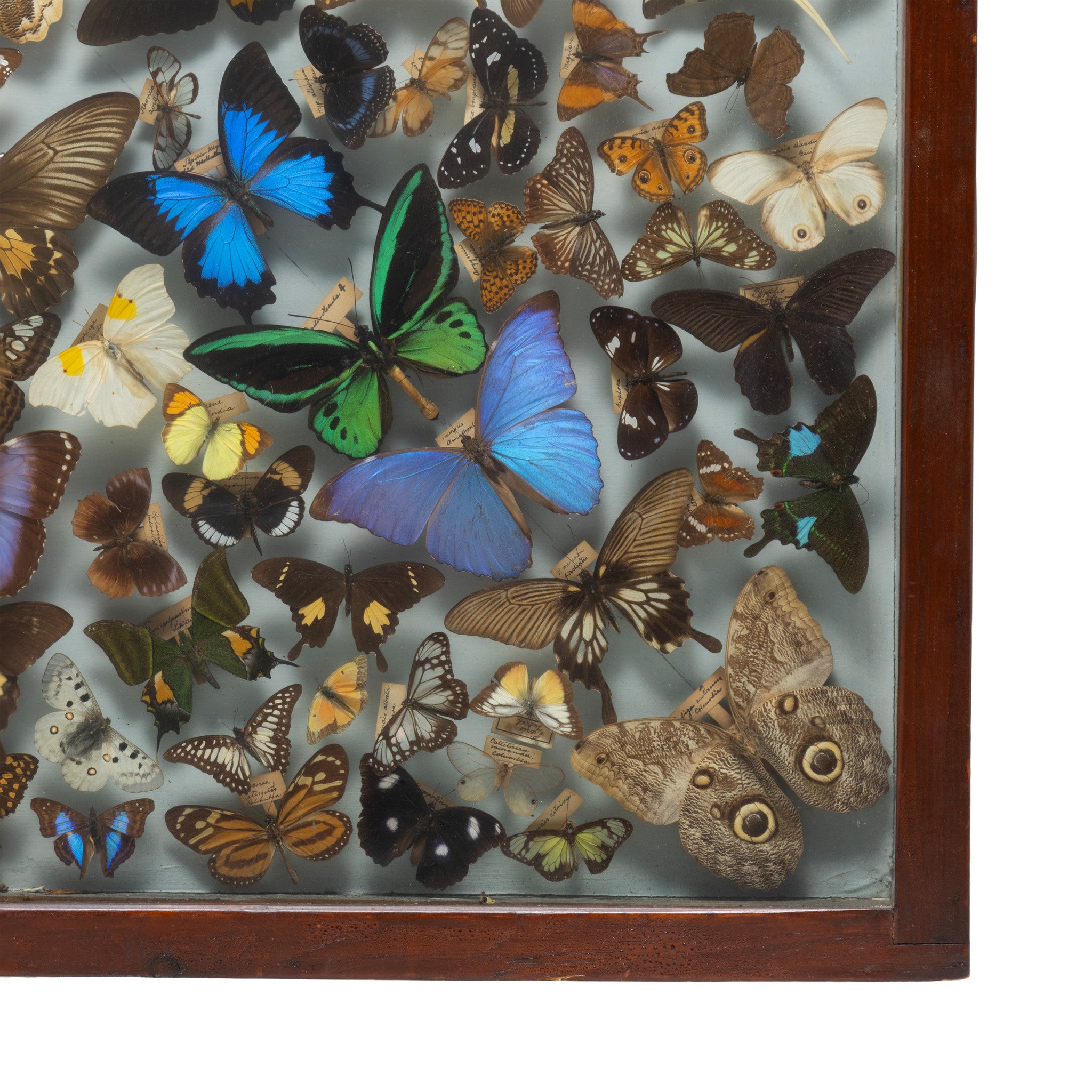 Museum Display of Exotic Butterflies