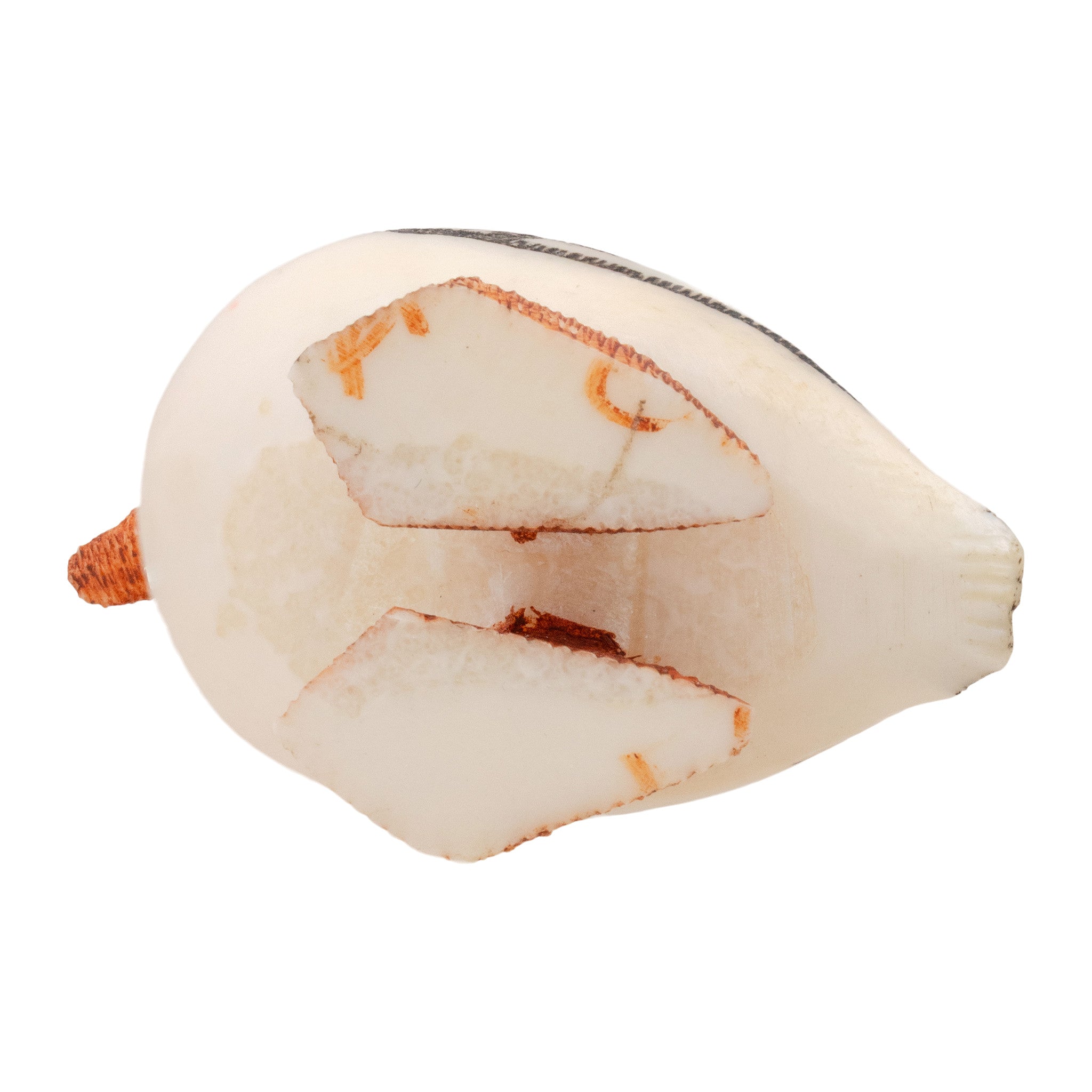 Inuit Carved Walrus Eider