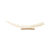 Ronald Apangalook Walrus Ivory Carving