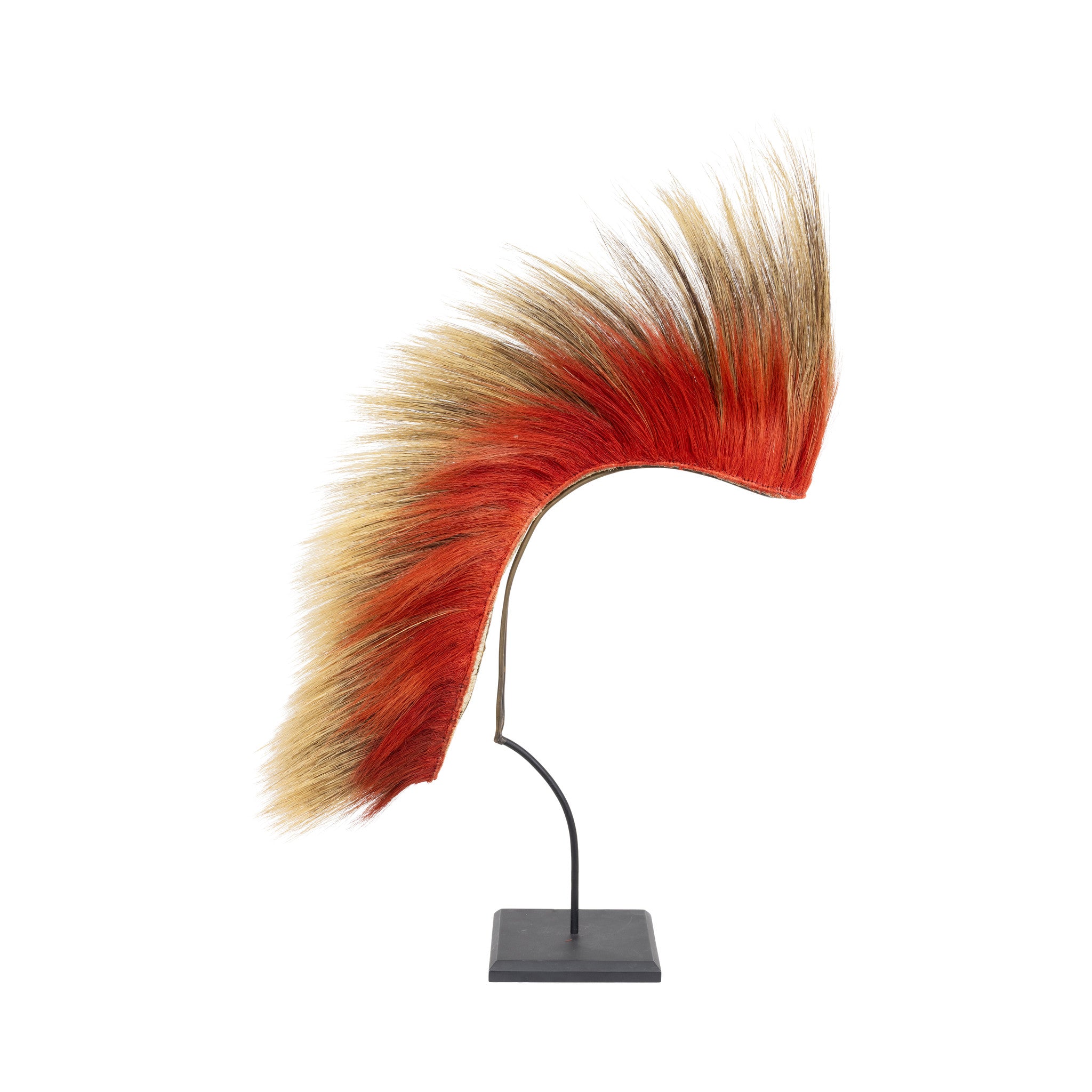 Northern Plains Roach