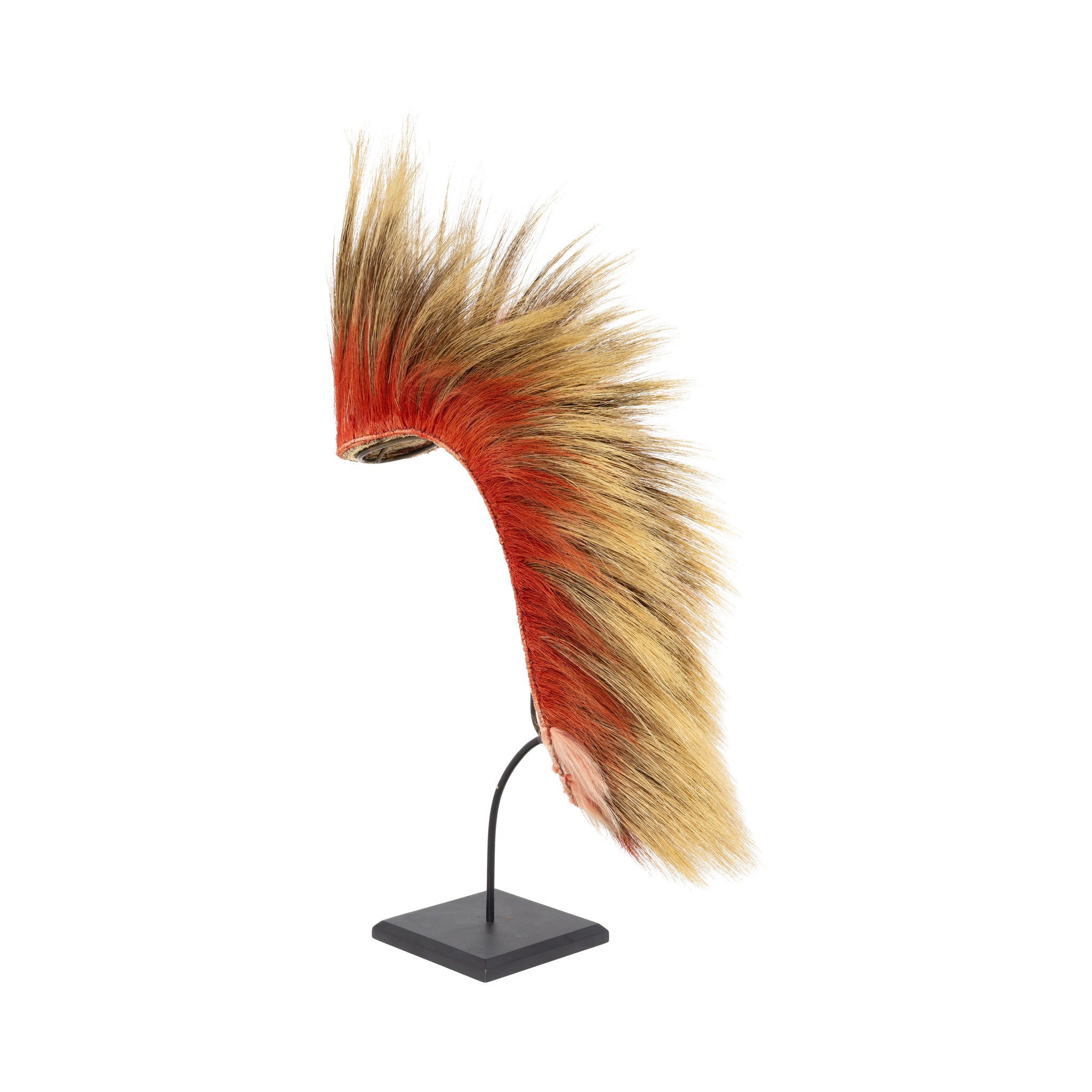 Northern Plains Roach