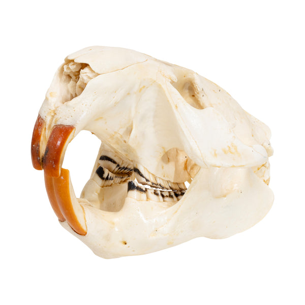 Beaver Skull, Furnishings, Taxidermy, Other