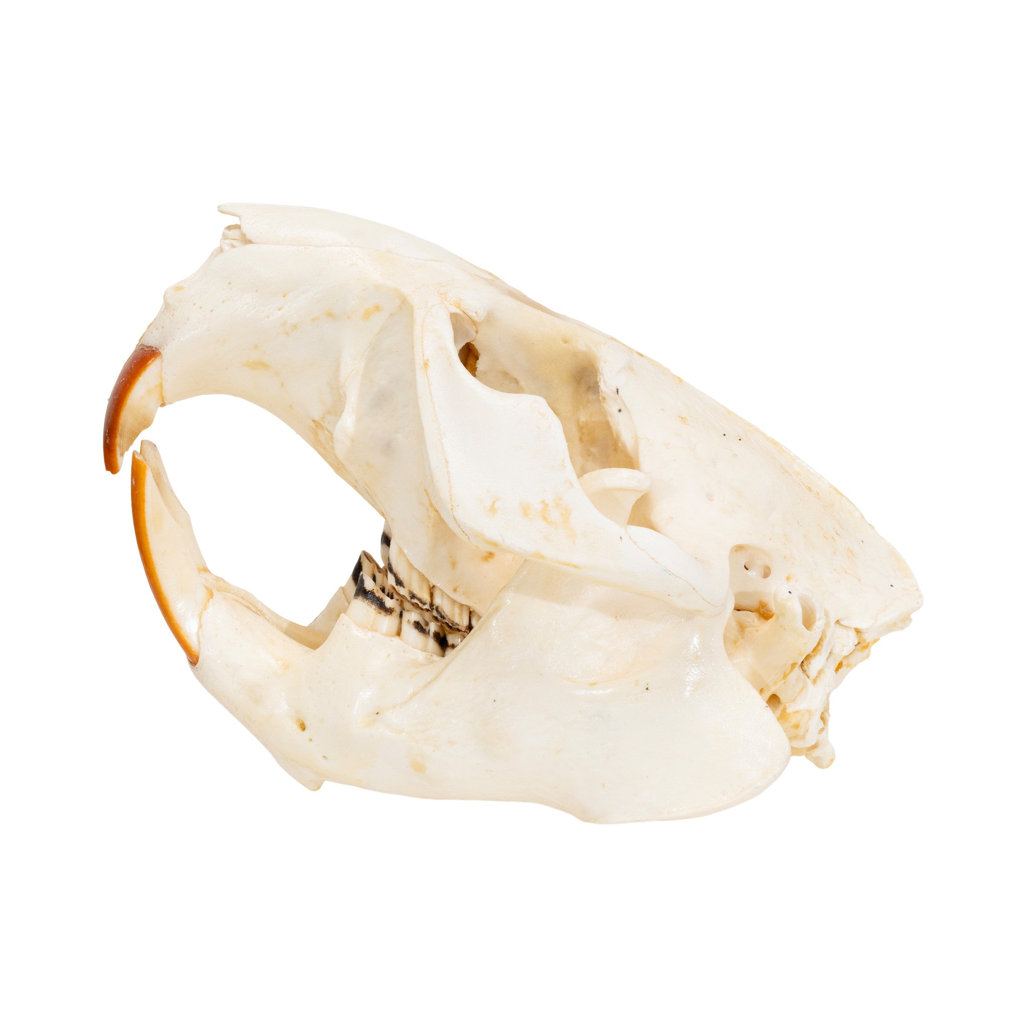 Beaver Skull
