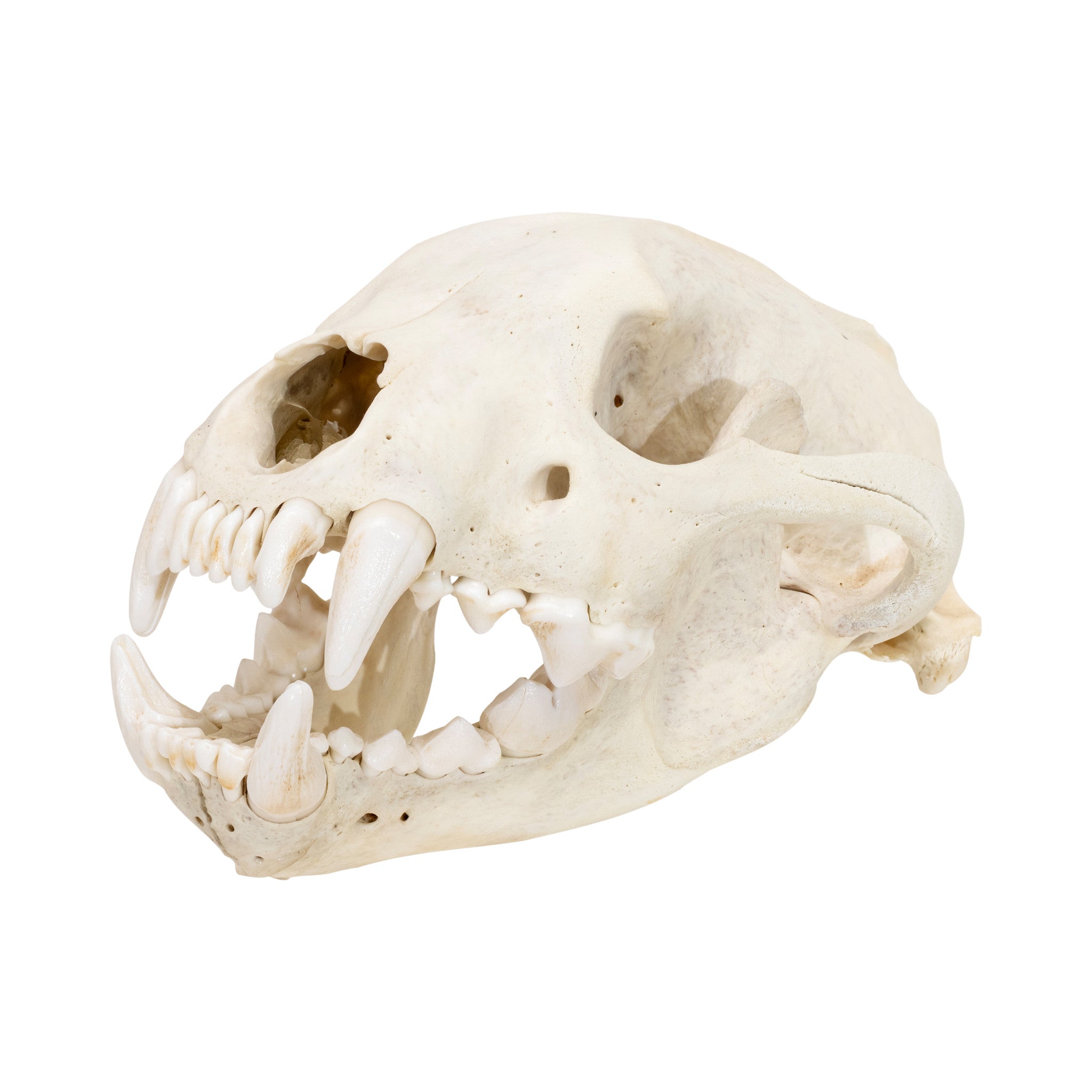 Lynx Skull, Furnishings, Taxidermy, Lynx