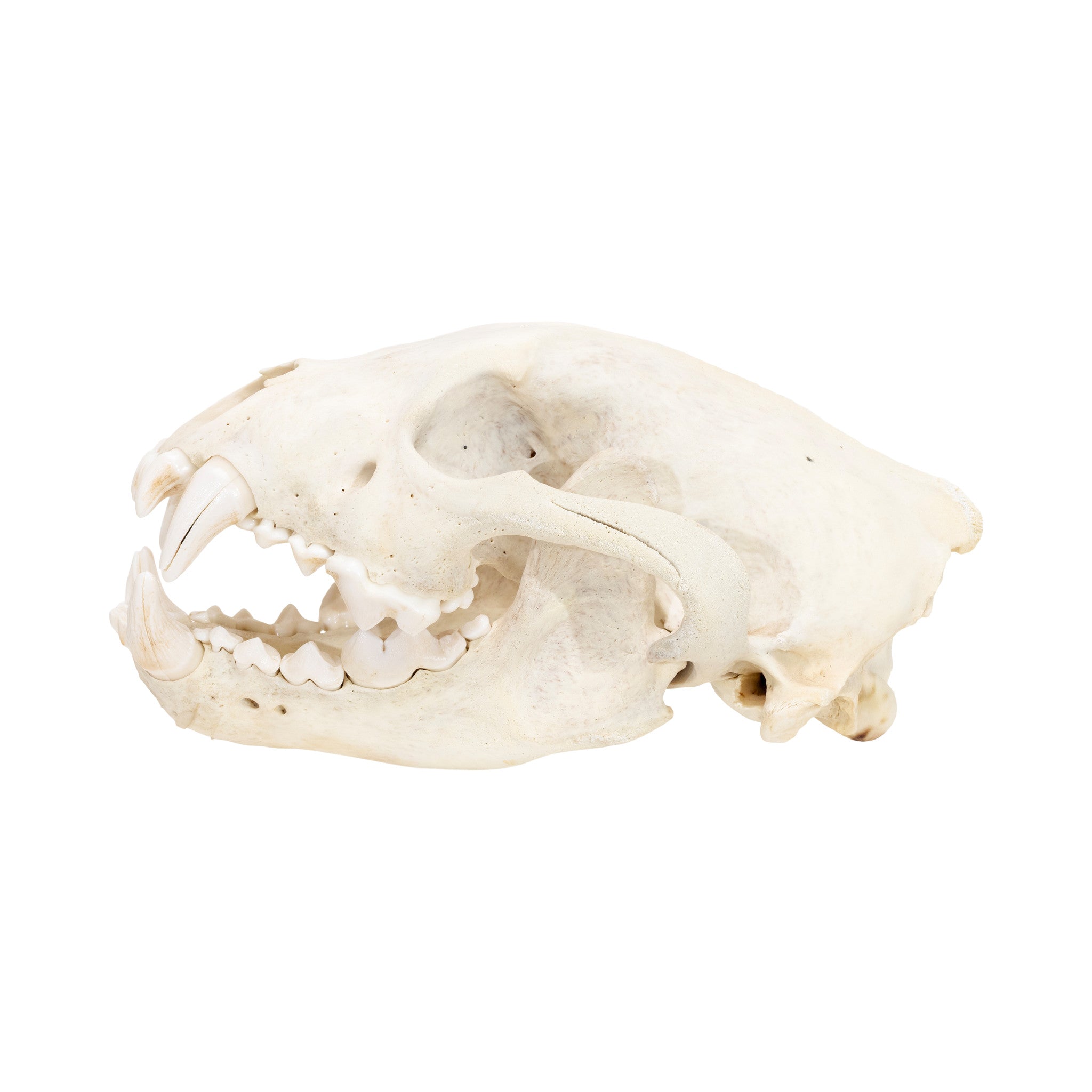 Lynx Skull
