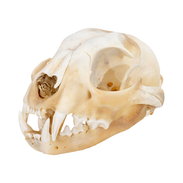 Wolverine Skull, Furnishings, Taxidermy, Other