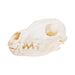 Fox Skull, Furnishings, Taxidermy, Fox