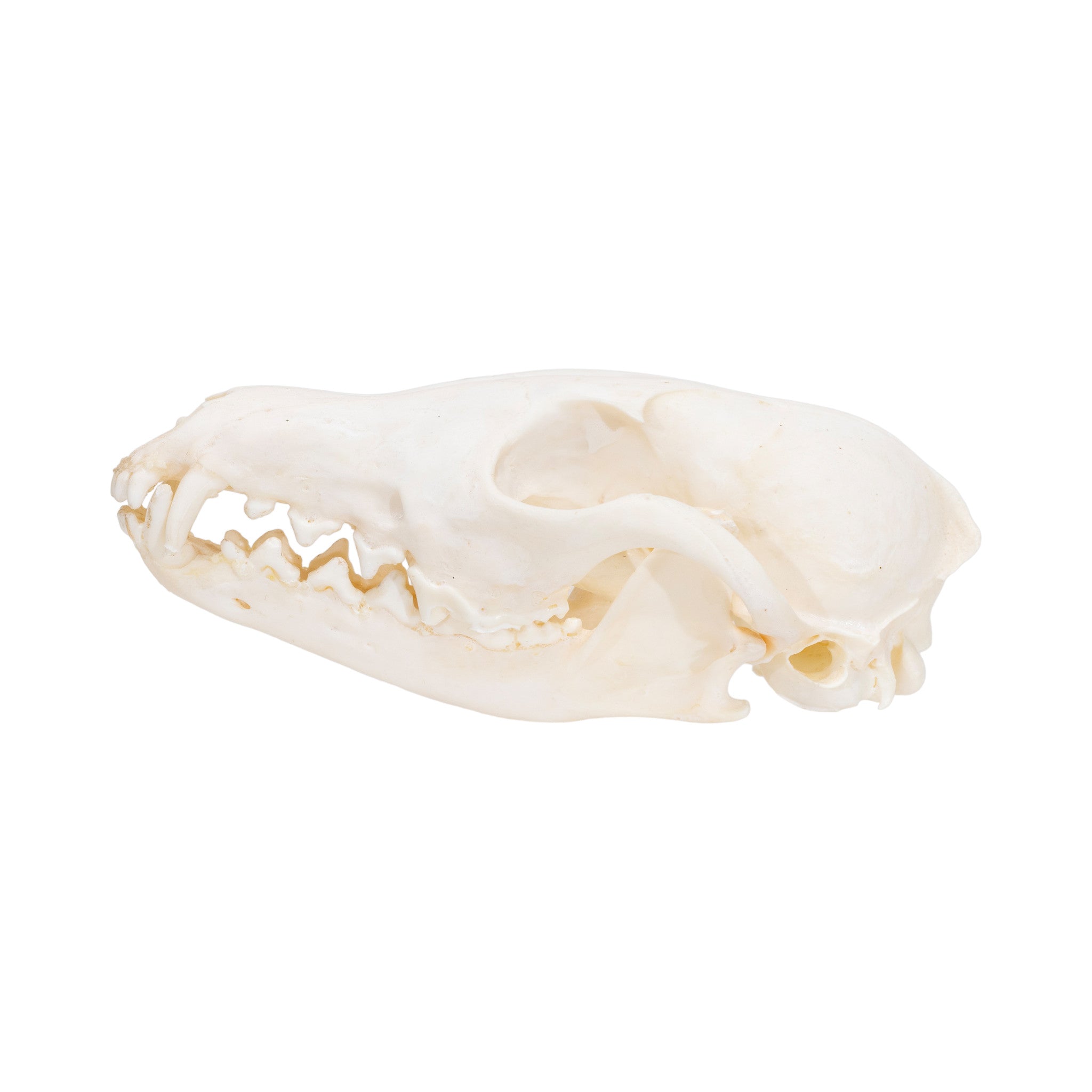 Fox Skull