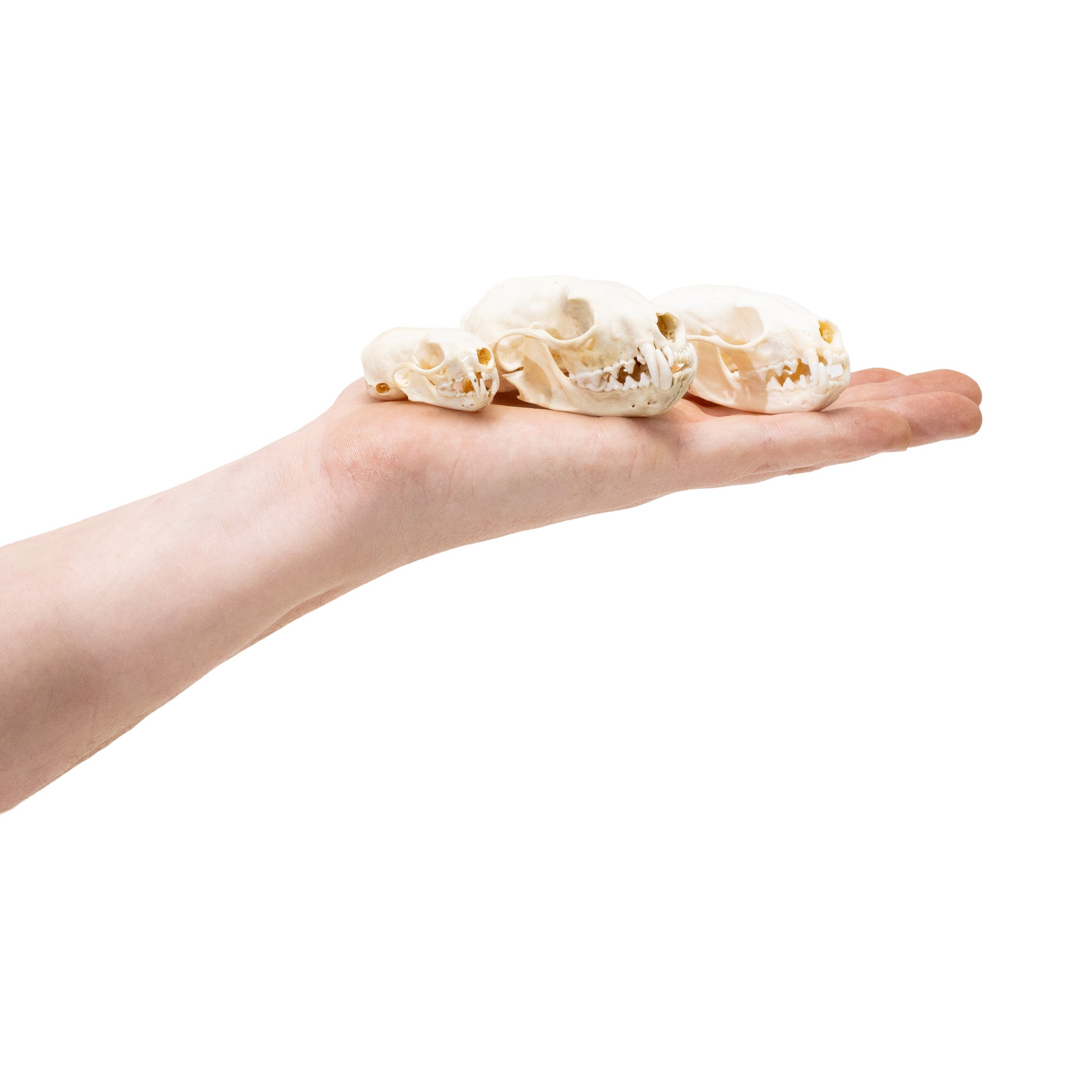 Martin, Mink, and Weasel Skulls