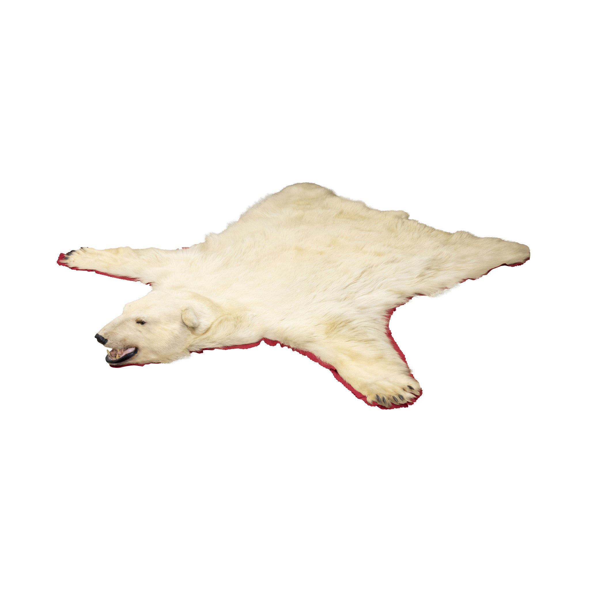 Polar Bear Rug, Furnishings, Taxidermy, Bear