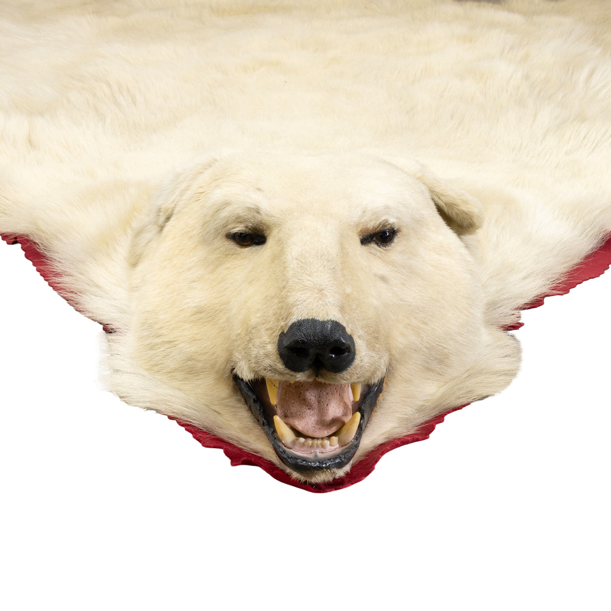 Polar Bear Rug